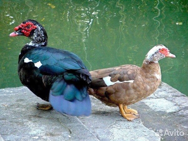 Живые индоутки