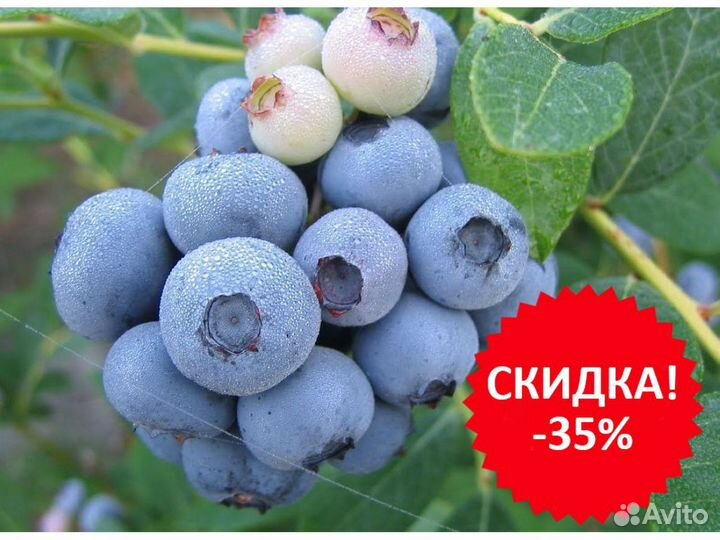 Саженцы голубики сорта Легаси 5-летние