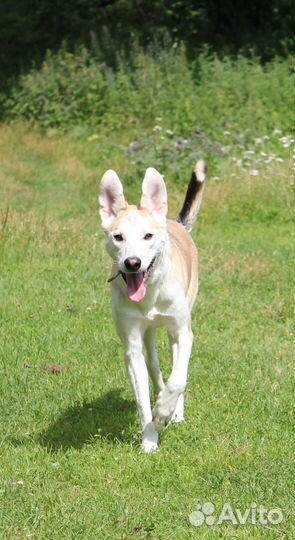 Собака будет выпущена