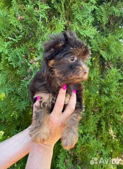 Йорочка шоколад с подпалом