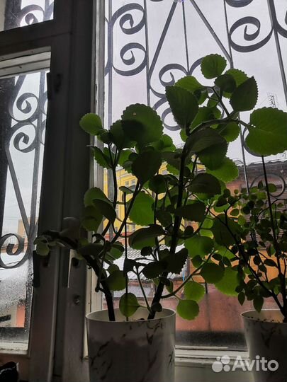 Бесплатно Комнатная мята Плектрантус черенки