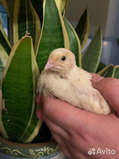 Перепел техасский