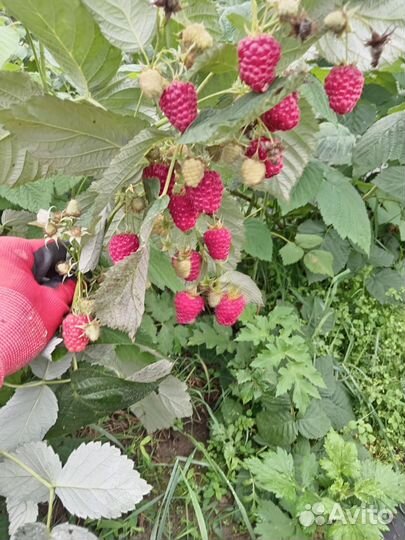 Саженцы малины