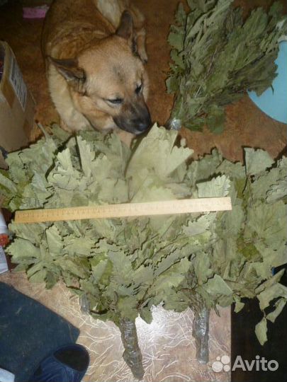 Дубовые веники для бани