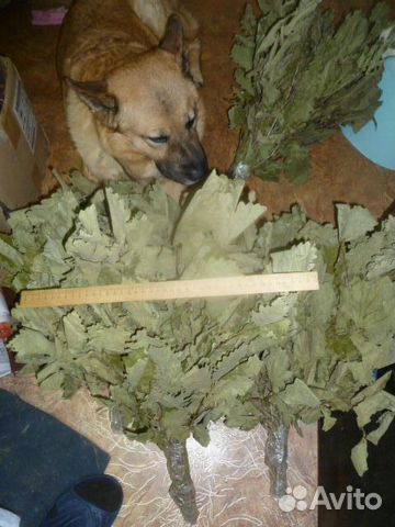 Дубовые веники для бани