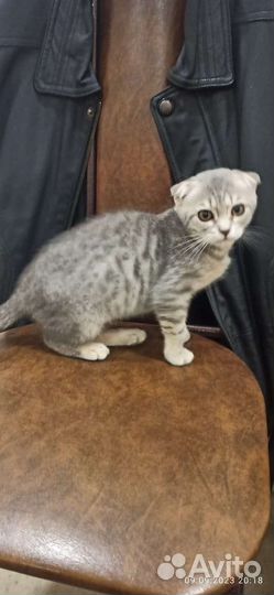 Британские котята