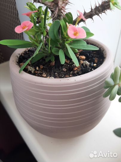 Молочай Миля розовый