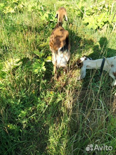 Англо нубийские козы дойные