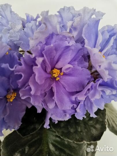 Сортовые фиалки