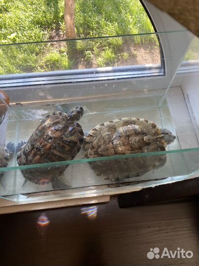 Черепахи водные