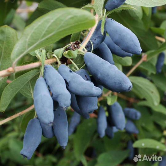 Жимолость дочь великана