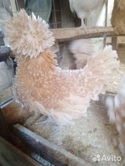 Инкубационное яйцо 