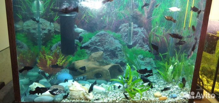 Аквариум и рыбки