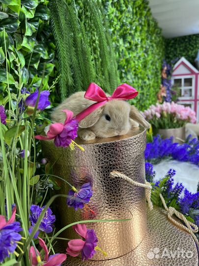 Кролики декоративные