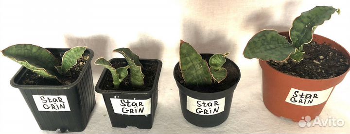 Сансевиерии Стар Роуз,Стар Грин,Копертон
