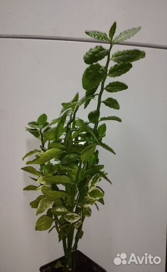 Традесканция