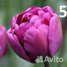 Луковицы тюльпанов и др цветы с отправкой