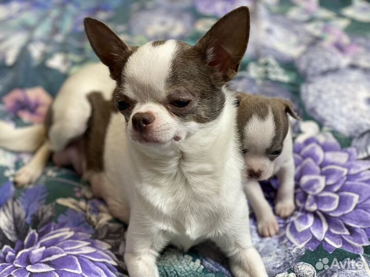 Чихуахуа Лиловые и бело -лиловые