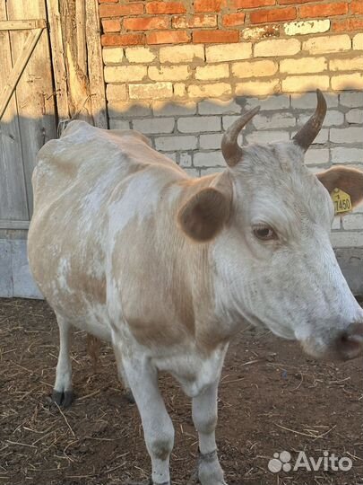 Дойные коровы