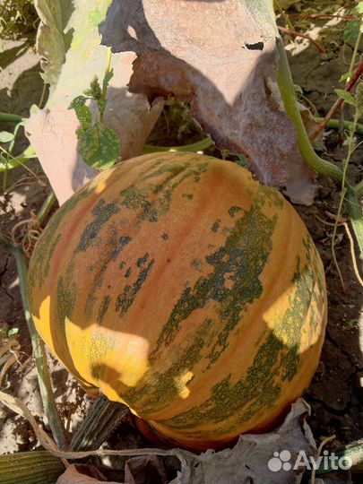 Семена штирийской тыквы