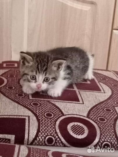 Кошка в дар бесплатно