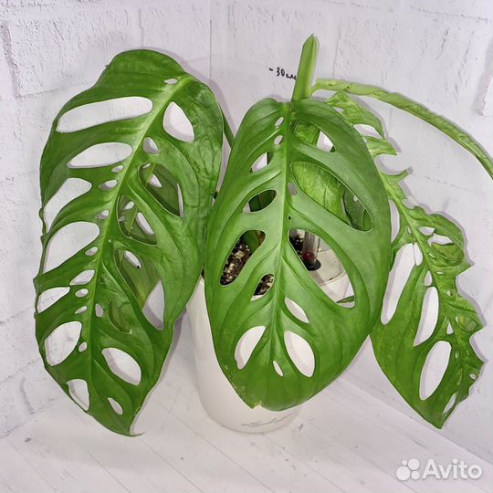 Монстера эскилето