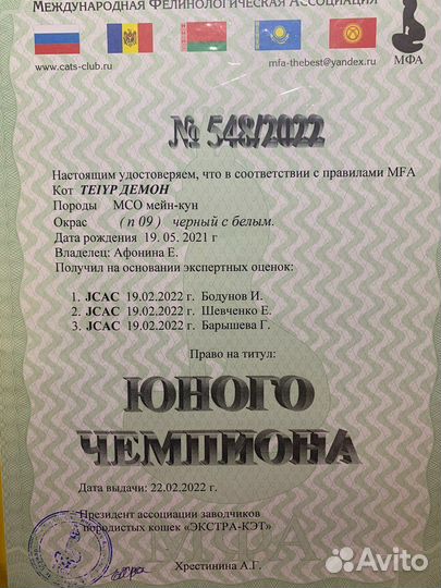 Кот мейн-кун на вязку