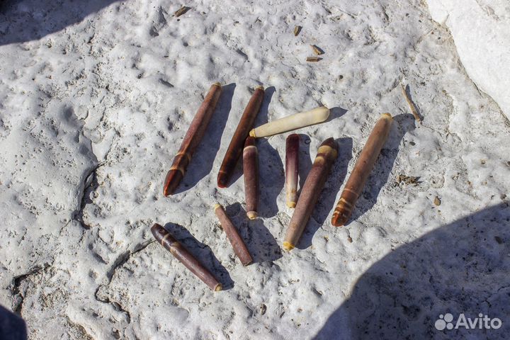 Иглы морского ежа. Твердые