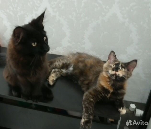 Котята мейн-кун