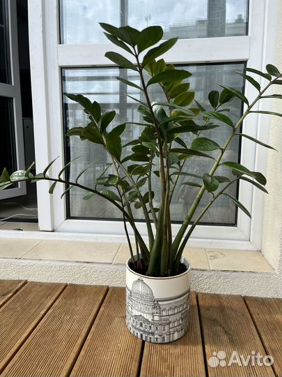 Замиокулькас в кашпо H&M