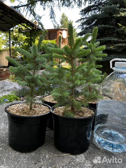 Ель колючая голубая