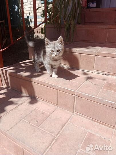 Отдам в добрые руки котенка