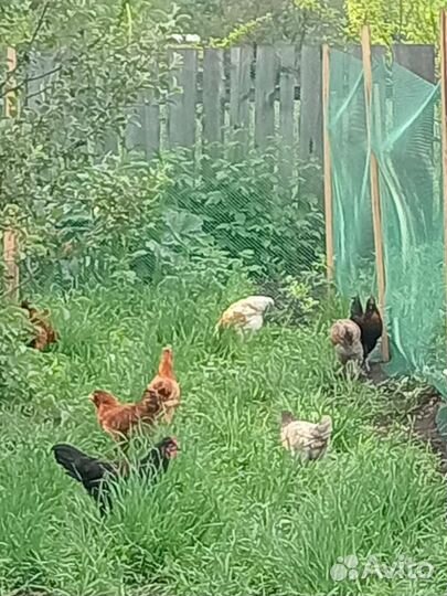 Куры молодки