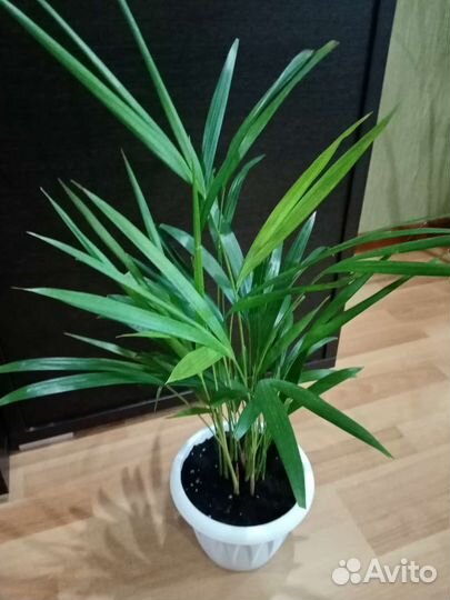 Пальма Дипсис, Денежное дерево, Финик, Мандарин