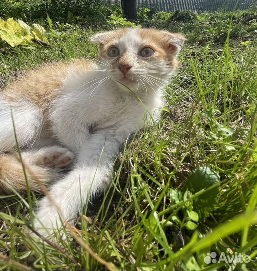 Отдам котенка