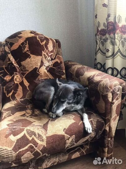 Отдам собаку