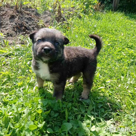 Щенки мальчик и девочка- 1.5 мес