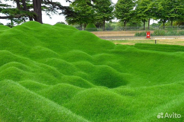Низкорослый газон - Аlena.park