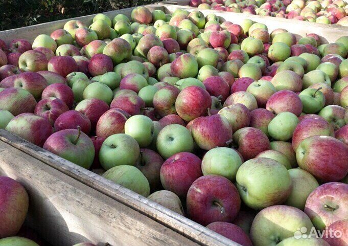 Рабочий. Сборщик яблок