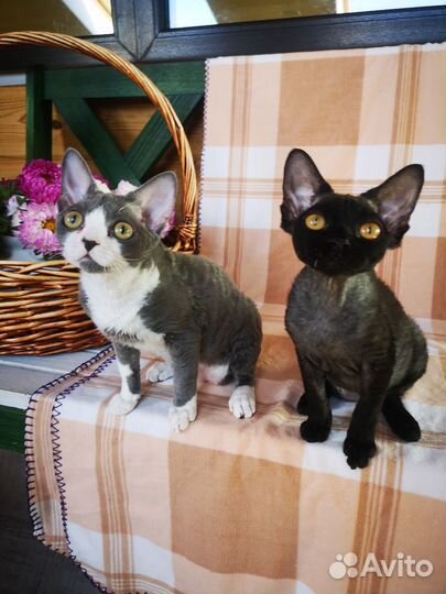 Котята девон-рекс