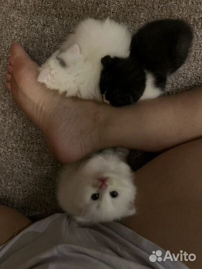 Вислоухий котёнок