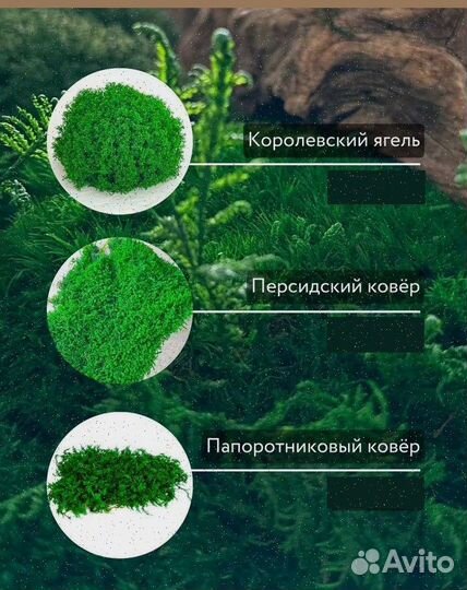 Стабилизированный мох ковер папоротник кочка