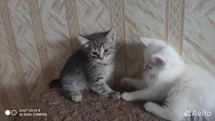 Отдам в добрые руки