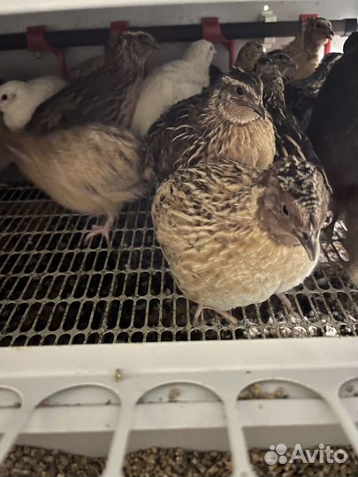 Перепела цыплята