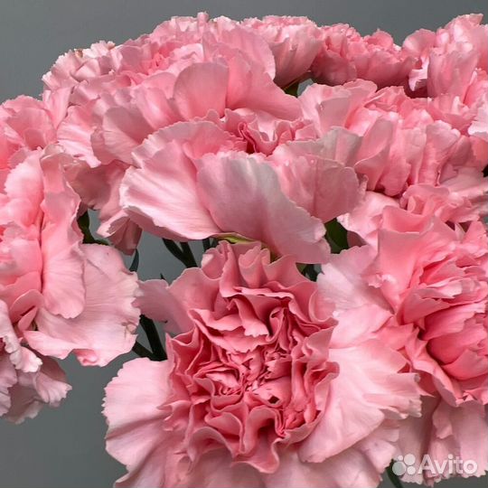 Гвоздики сортовые розовые