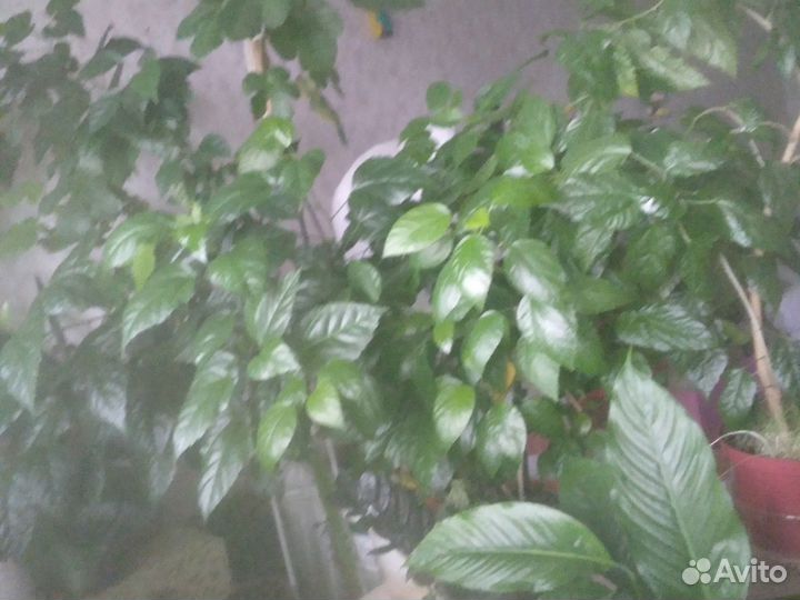 Сортовые гибискусы