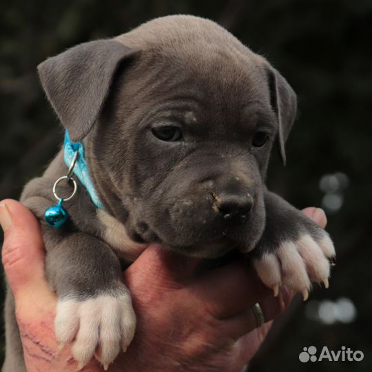 Щенки голубого амстаффа