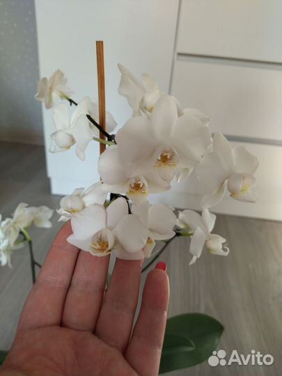 Орхидея фаленопсис мультифлора