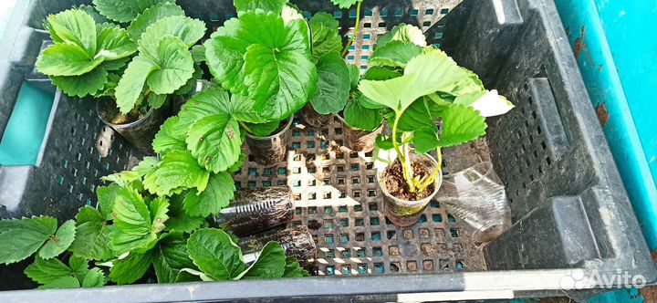 Рассада клубники