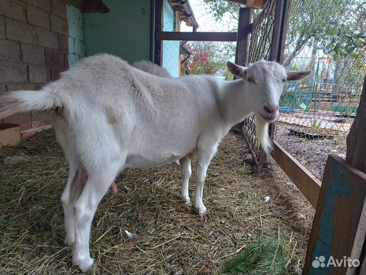 Коза и козел